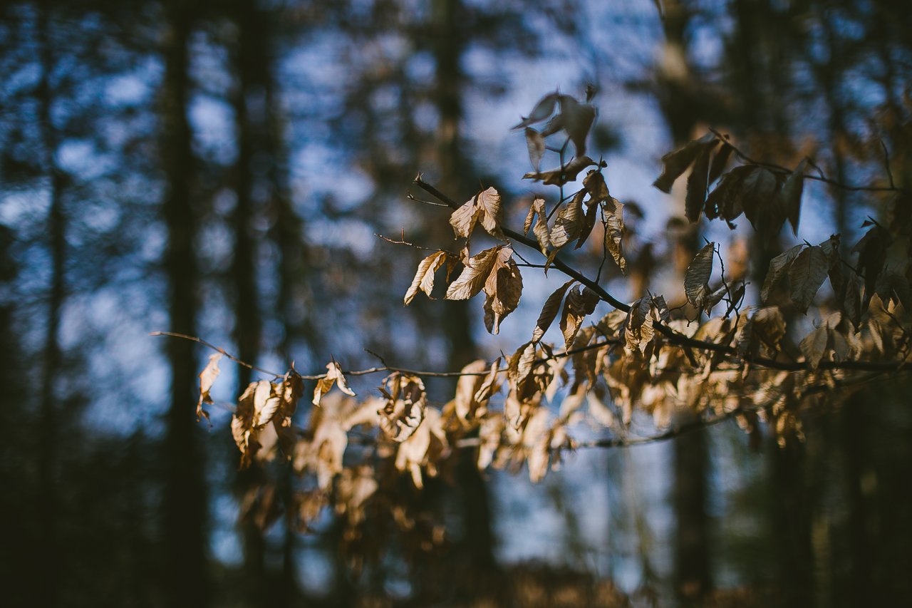 Weekend In The Woods