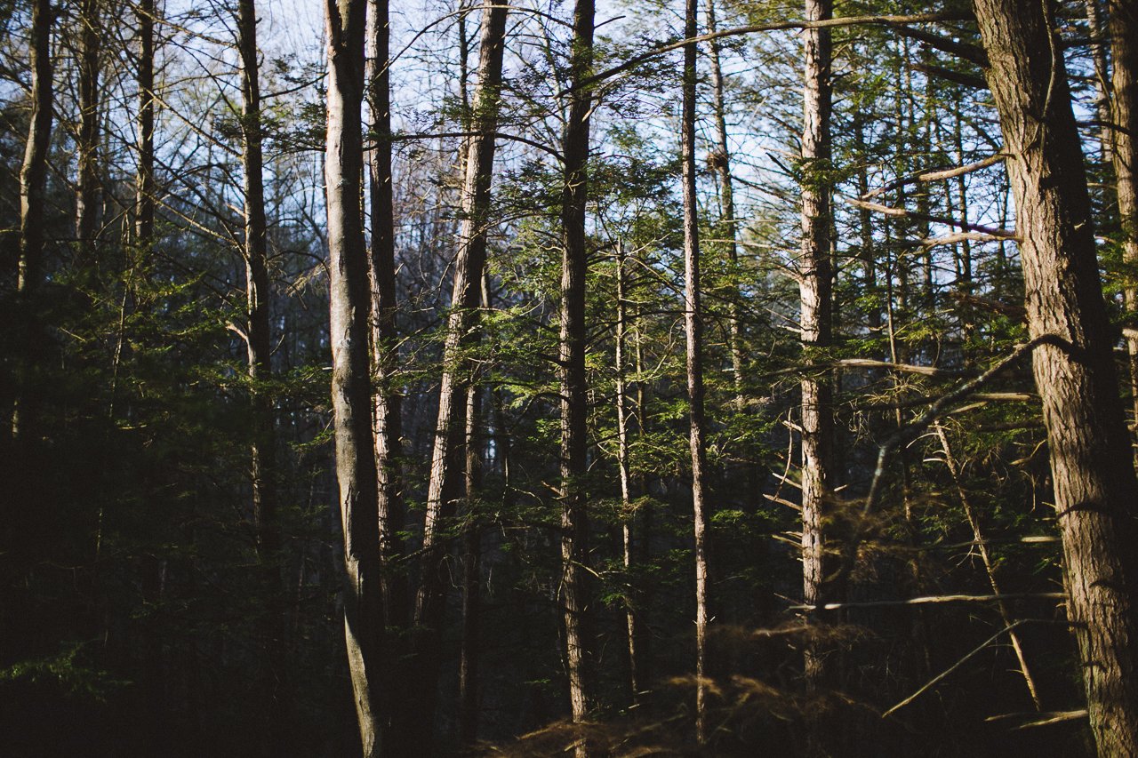 woods2