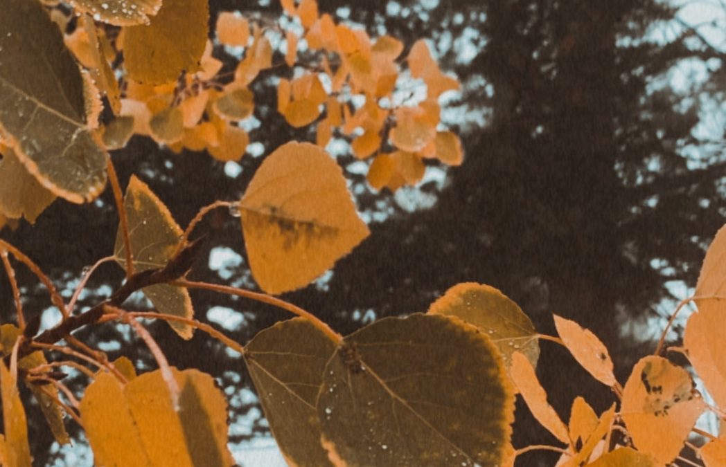 What I Love About Fall
