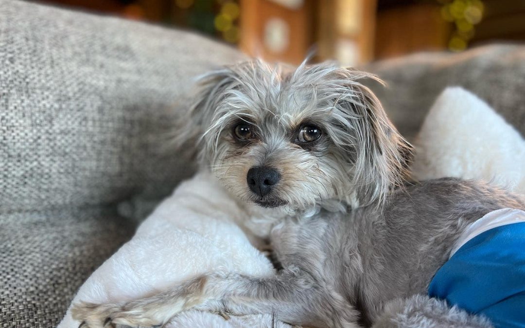 Meet Carmie!